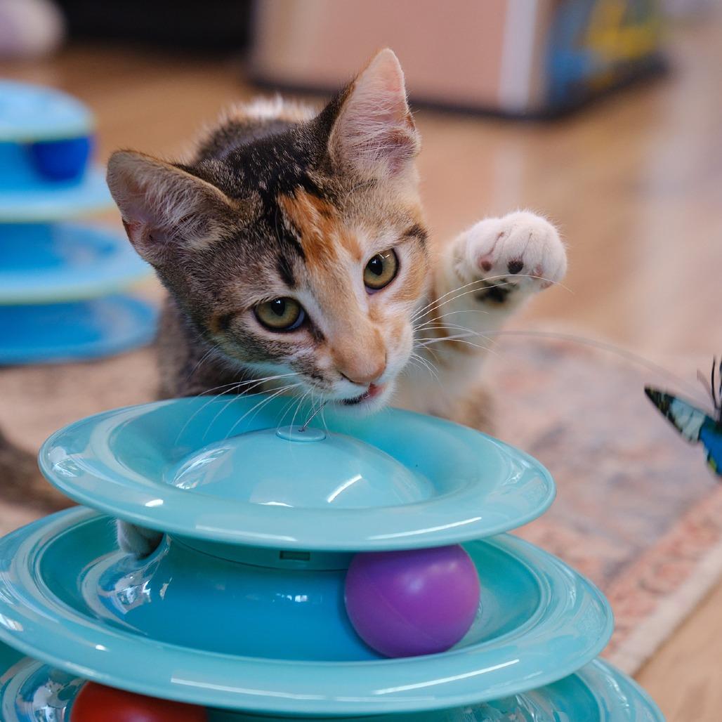 Enlarge Pumpkin Pie, a Adoptable mixed breed in Morgan Hill, CA image 2/3