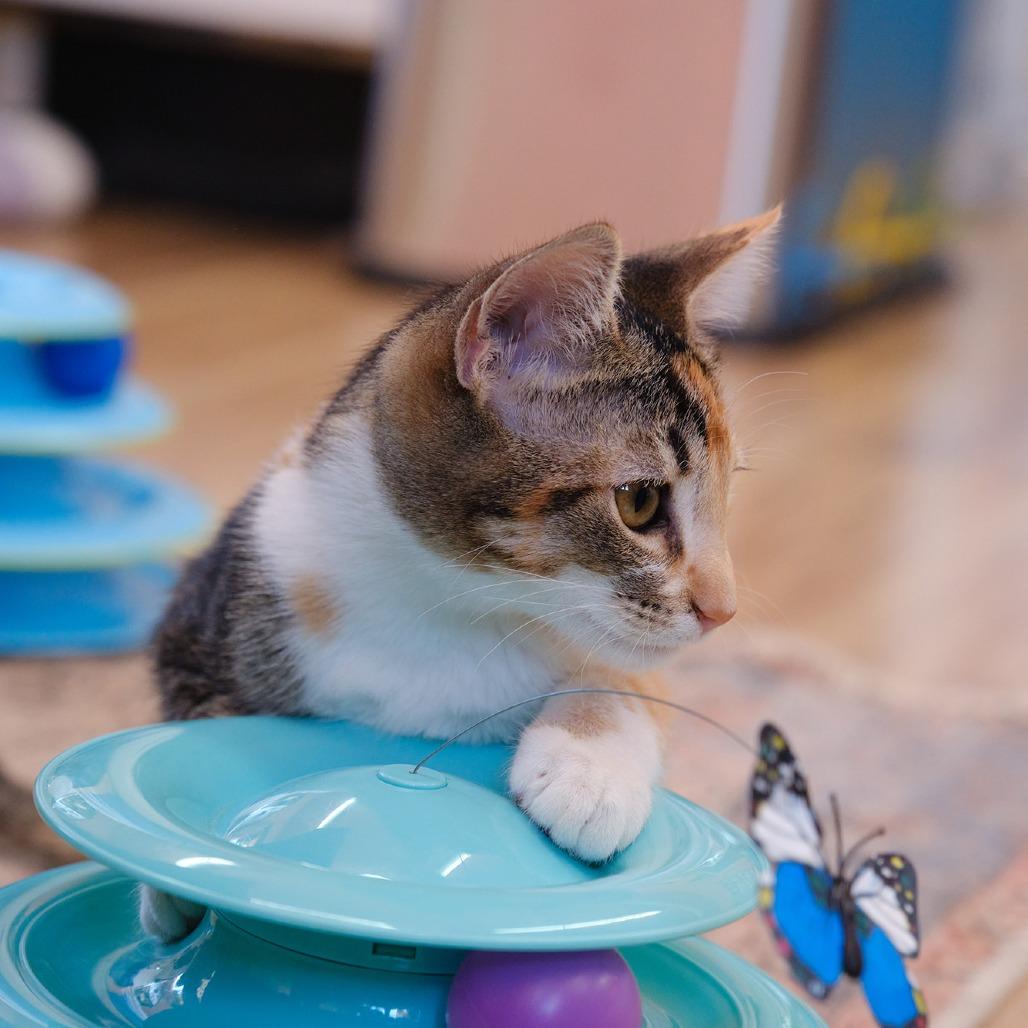 Enlarge Pumpkin Pie, a Adoptable mixed breed in Morgan Hill, CA image 3/3