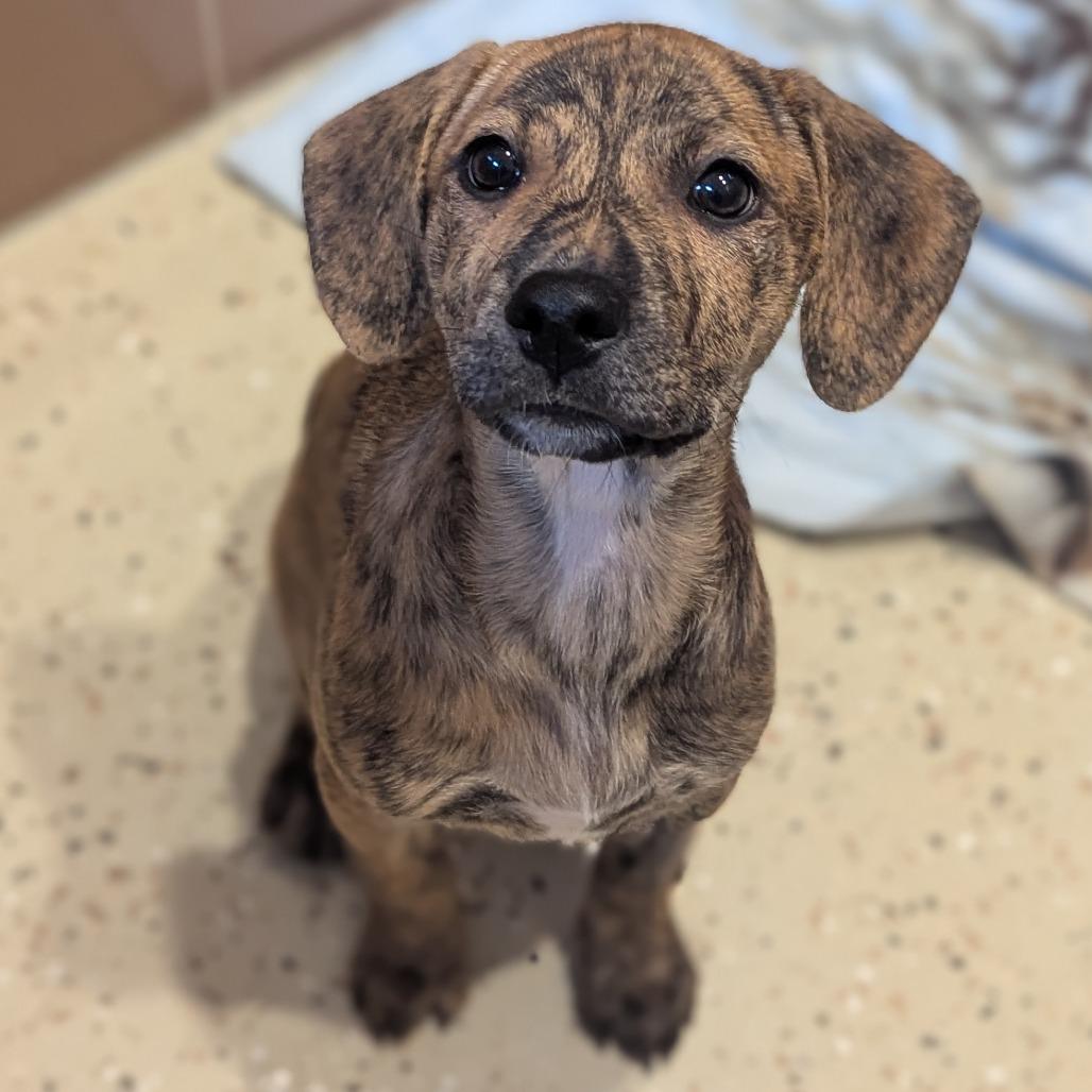 Zion, Adoptable, Young Female Mixed Breed.