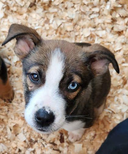 Enlarge Kit, a Adoptable mixed breed in Wilkesboro, NC image 1/2