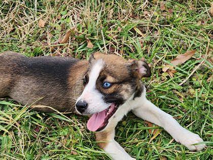 Enlarge Kit, a Adoptable mixed breed in Wilkesboro, NC image 2/2