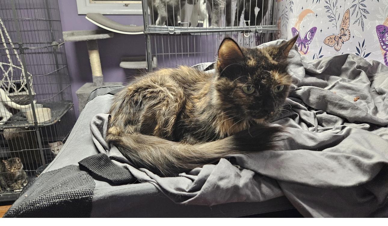 Enlarge Tabitha, an adopted Domestic Short Hair in Elverson, PA image 1/1