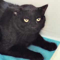 Sid--Adoptable with Bonded Companion, Benny--Available with Vet Care Support for Life