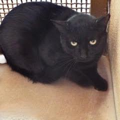 Sid--Adoptable with Bonded Companion, Benny--Available with Vet Care Support for Life