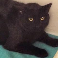 Sid--Adoptable with Bonded Companion, Benny--Available with Vet Care Support for Life