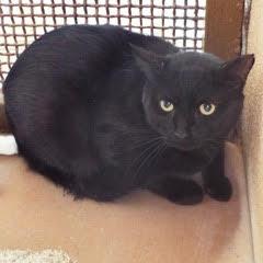 Sid--Adoptable with Bonded Companion, Benny--Available with Vet Care Support for Life