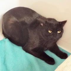 Sid--Adoptable with Bonded Companion, Benny--Available with Vet Care Support for Life