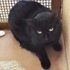 Sid--Adoptable with Bonded Companion, Benny--Available with Vet Care Support for Life