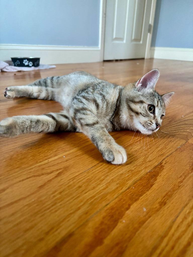 Breezy, Adoptable, Kitten Female Domestic Short Hair.