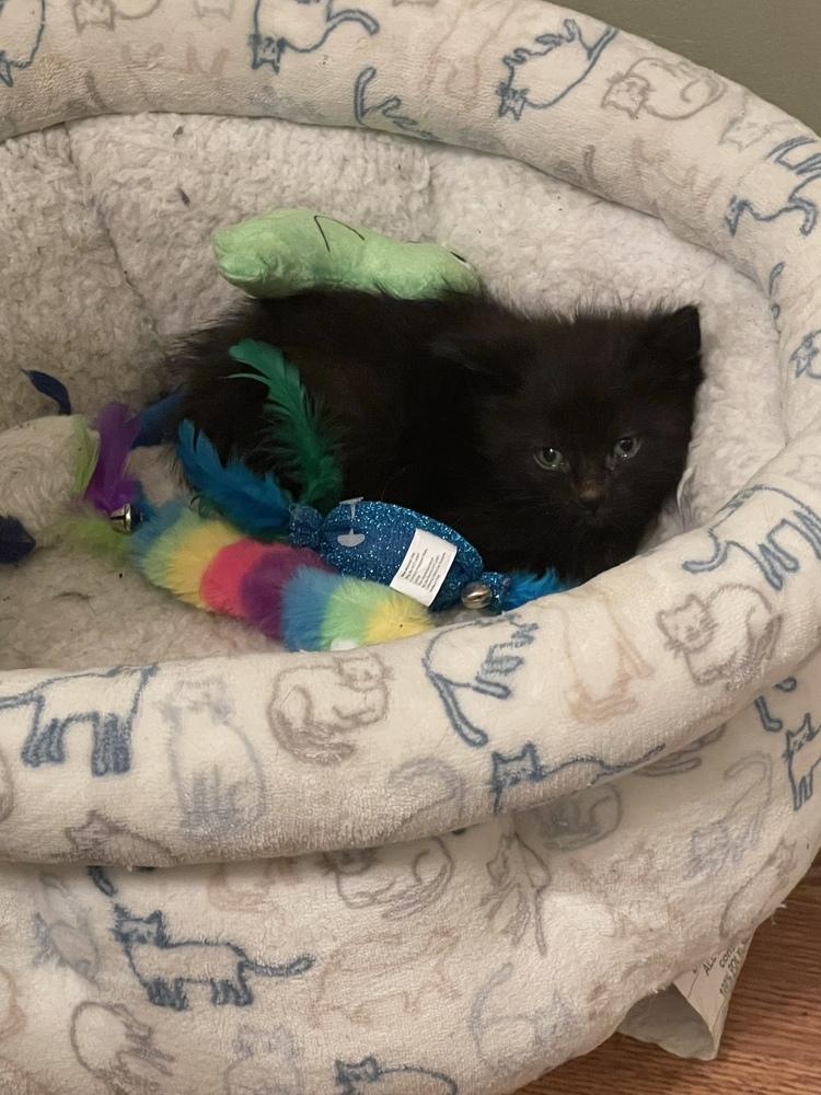 Tom, a Adoptable Domestic Short Hair in Dayton, OH image 1/5