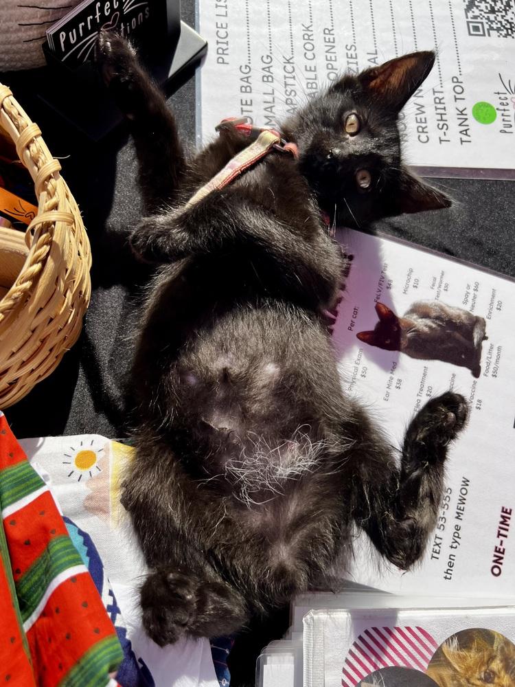 Tom, a Adoptable Domestic Short Hair in Dayton, OH image 2/5