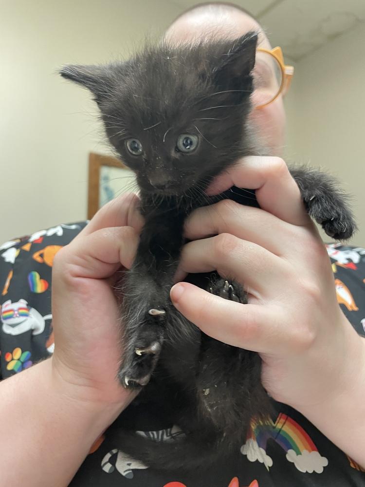 Tom, Adoptable, Kitten Male Domestic Short Hair.