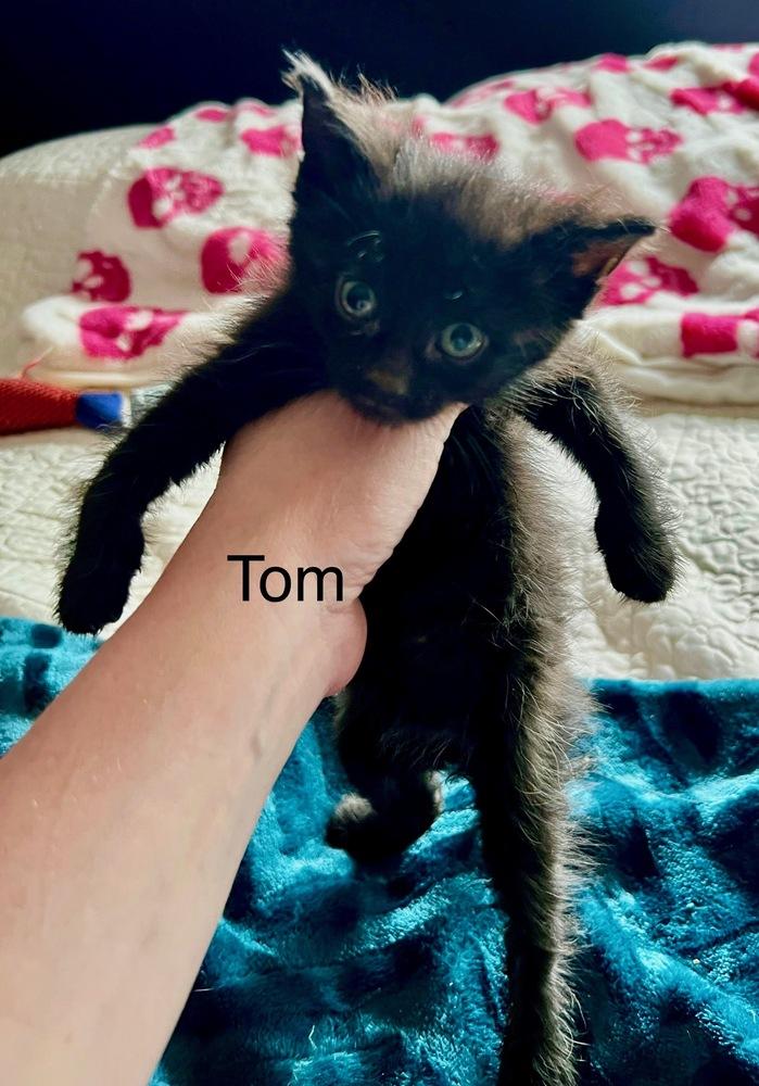 Tom, a Adoptable Domestic Short Hair in Dayton, OH image 4/5