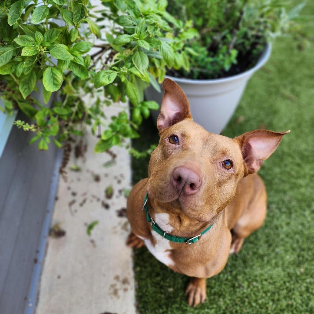 Enlarge Carly, a Adoptable Mixed Breed in Greensboro, NC image 2/6