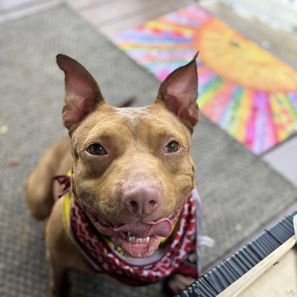 Enlarge Carly, a Adoptable Mixed Breed in Greensboro, NC image 3/6