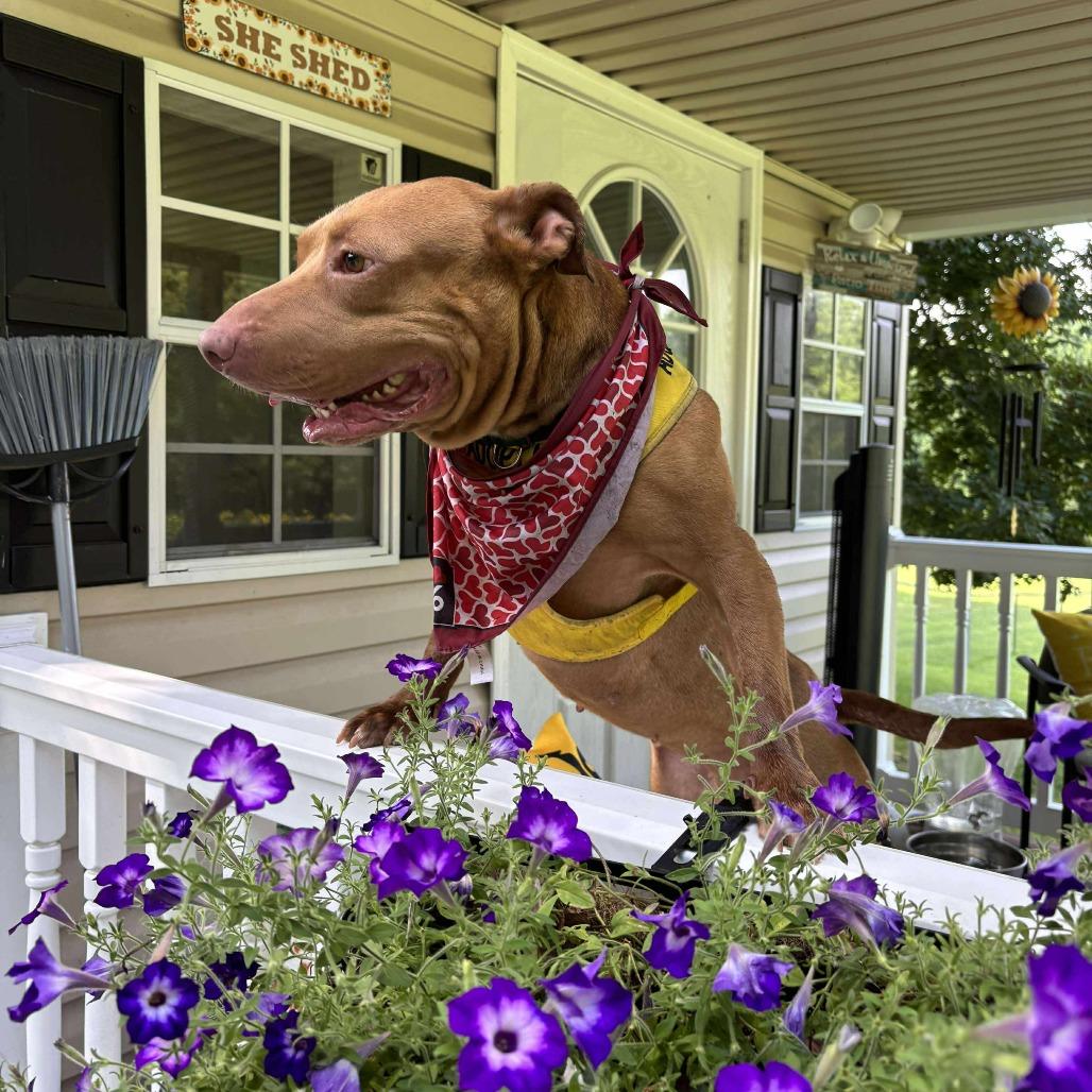 Enlarge Carly, a Adoptable Mixed Breed in Greensboro, NC image 4/6