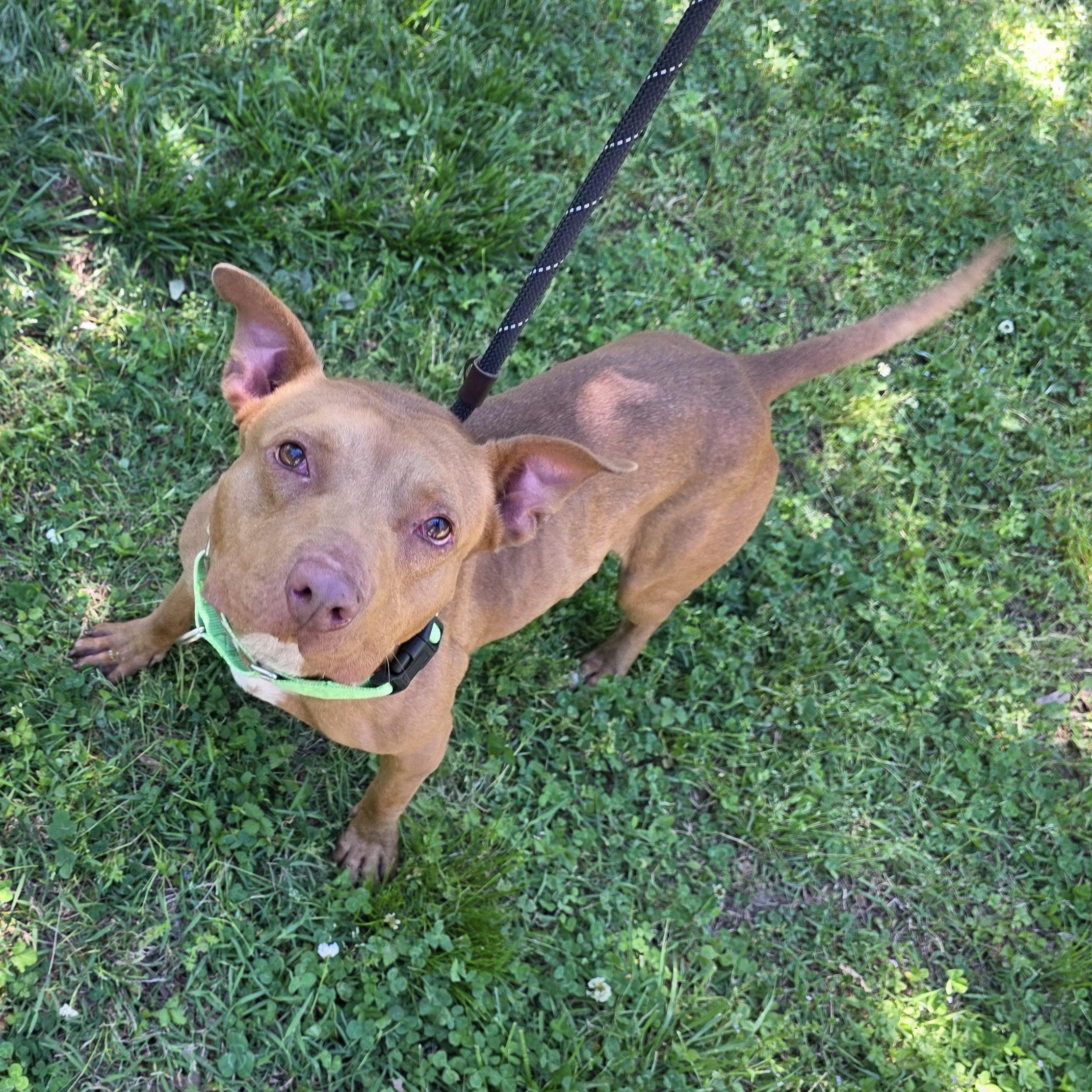 Enlarge Carly, a Adoptable Mixed Breed in Greensboro, NC image 4/6