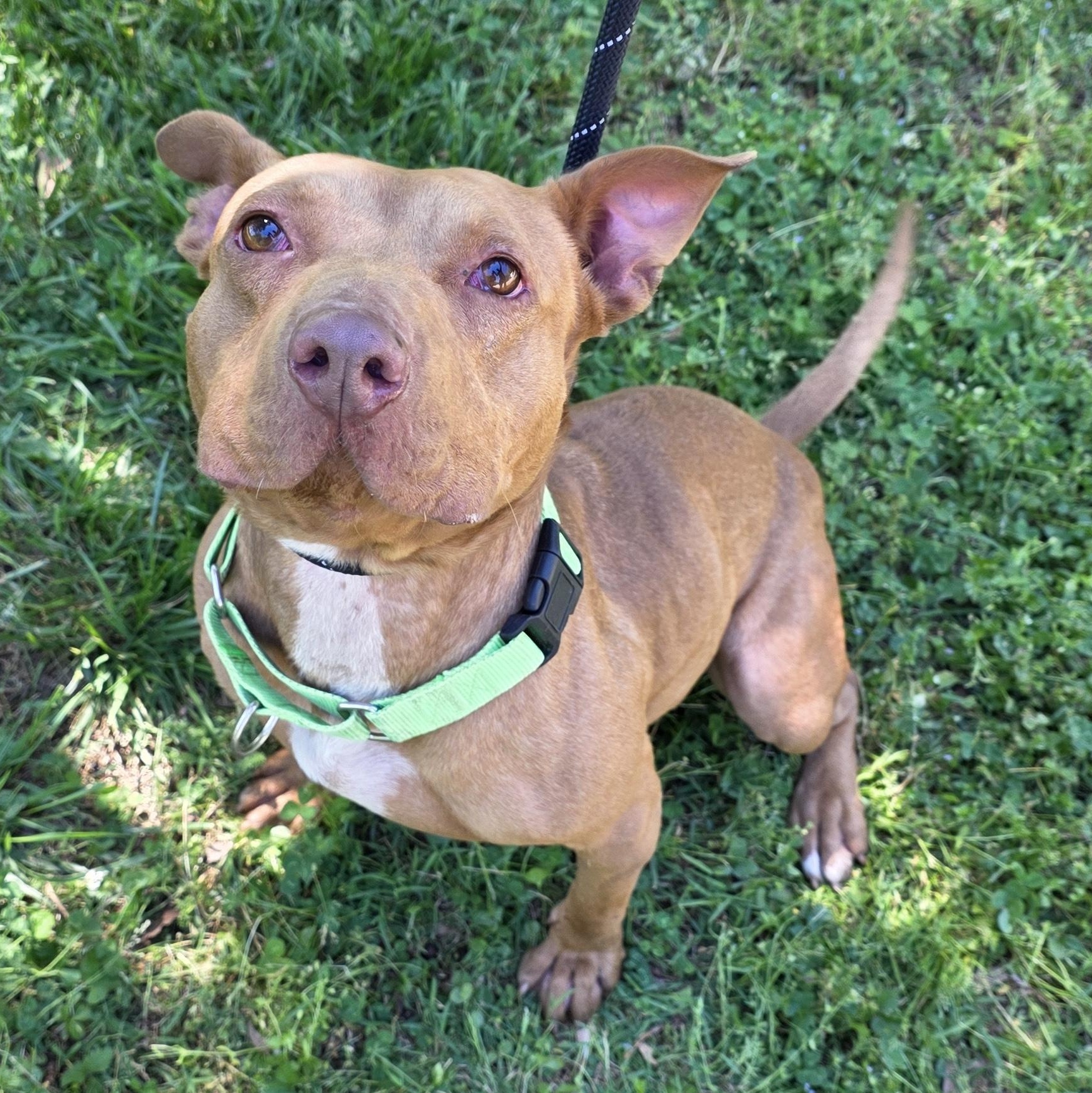 Carly, Adoptable, Adult Female Mixed Breed.