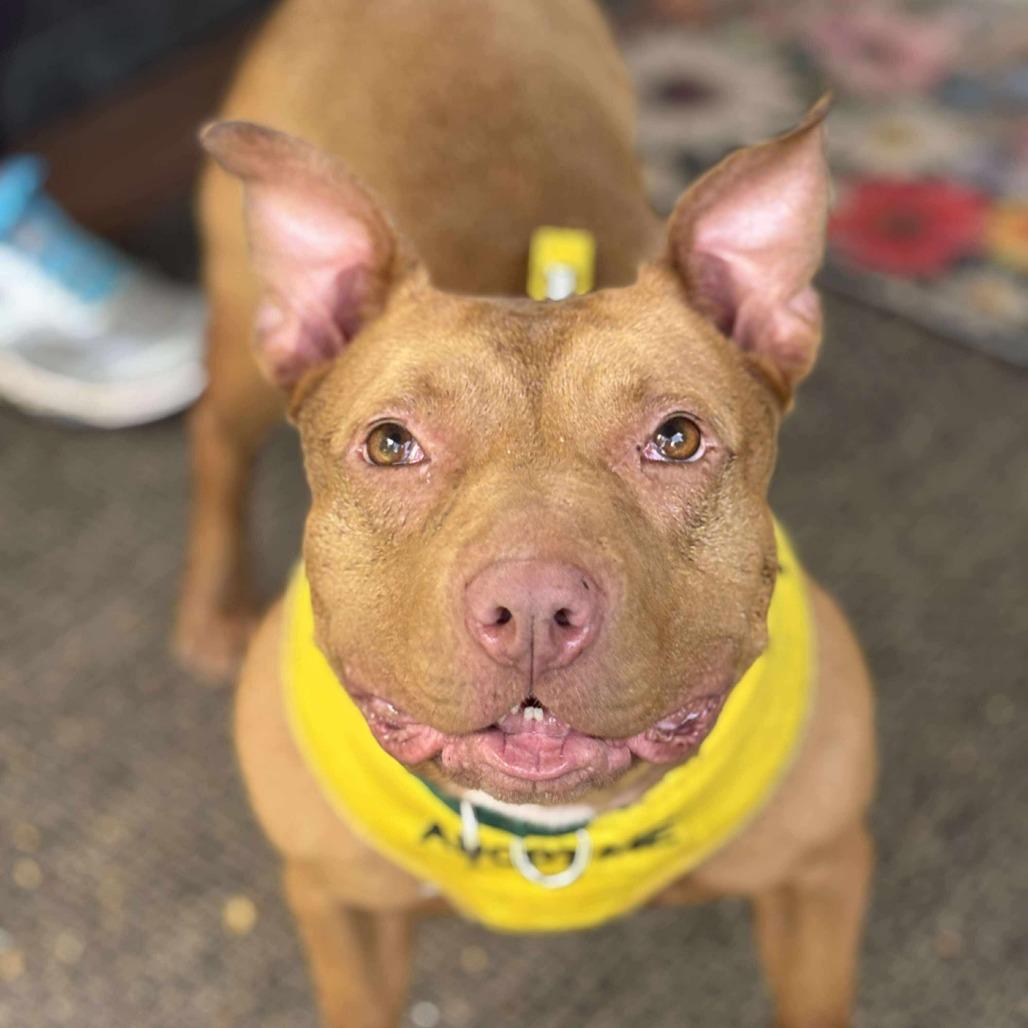 Carly, Adoptable, Adult Female Mixed Breed.