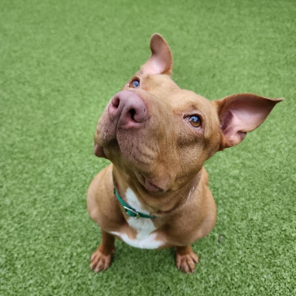 Enlarge Carly, a Adoptable Mixed Breed in Greensboro, NC image 5/6