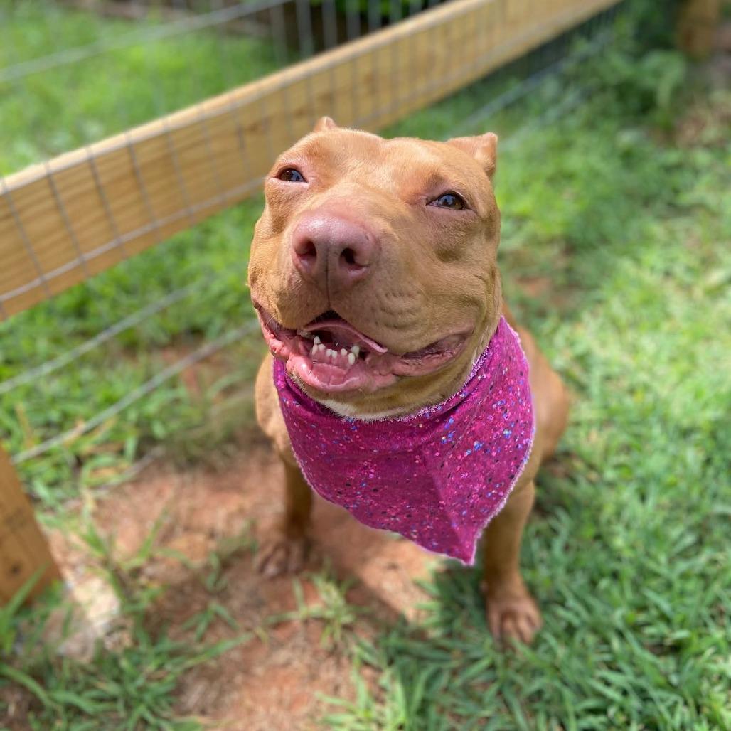 Enlarge Carly, a Adoptable Mixed Breed in Greensboro, NC image 6/6