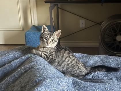 Tuesday 51506, adopted, Kitten Female Domestic Short Hair.