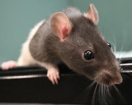 Blondie, Adoptable, Baby Female Rat.
