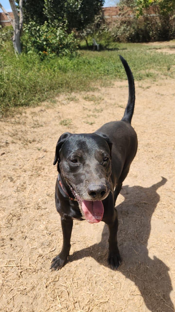 Enlarge Angus, a Adoptable mixed breed in EL COLORADO, JAL image 1/6
