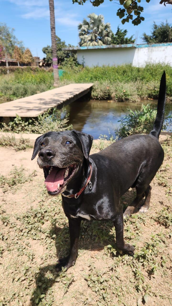 Enlarge Angus, a Adoptable mixed breed in EL COLORADO, JAL image 3/6