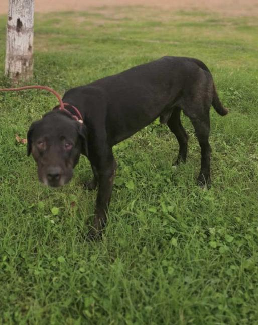 Enlarge Angus, a Adoptable mixed breed in EL COLORADO, JAL image 4/6