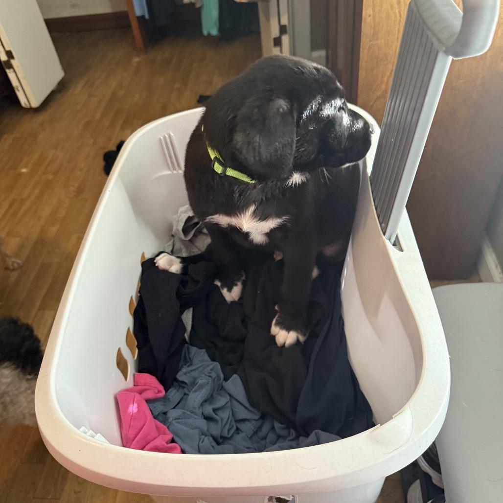 Pistachio, Adoptable, Puppy Male Labrador Retriever & Mixed Breed.