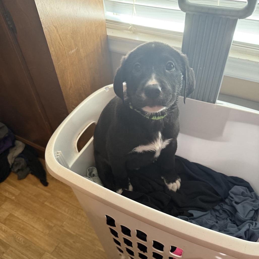 Pistachio, a Adoptable mixed breed in Little Rock, AR image 1/2