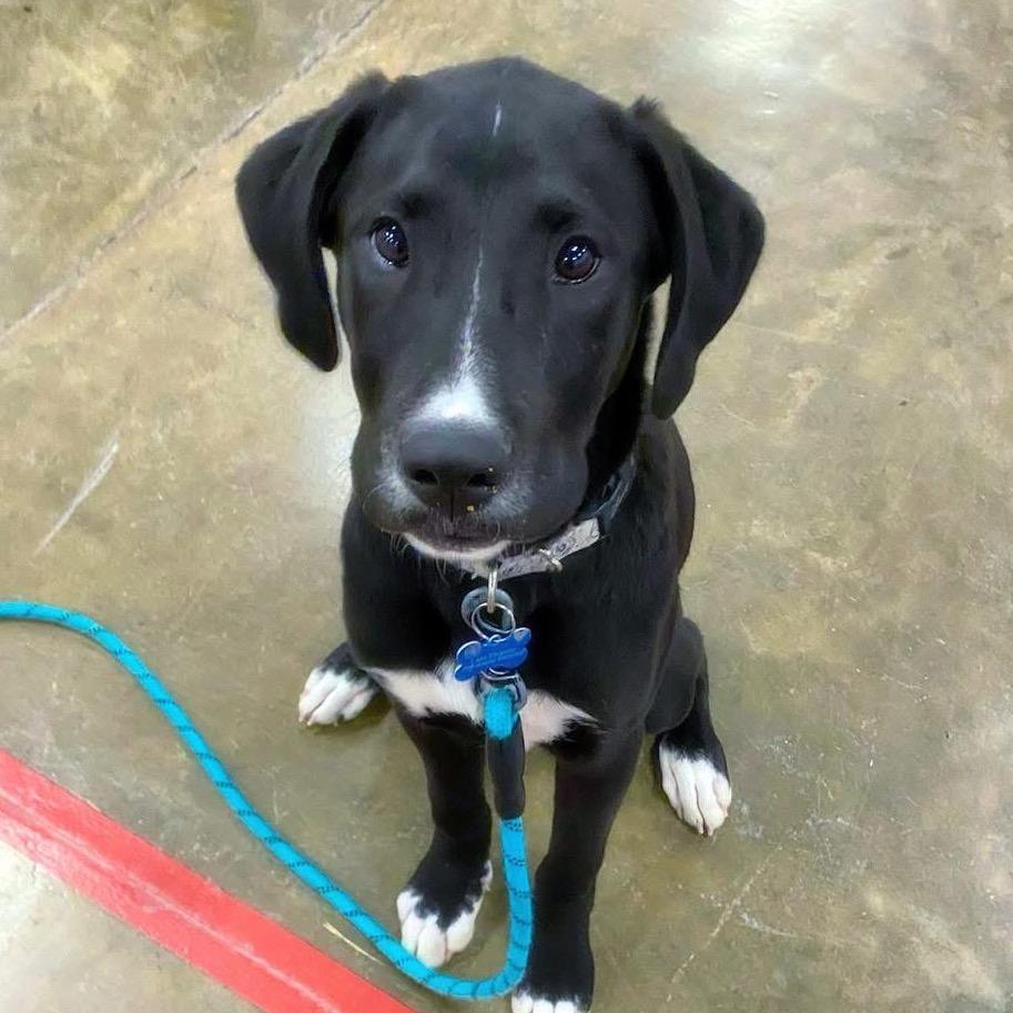 Enlarge Pistachio (Stash), a Adoptable mixed breed in Little Rock, AR image 2/6