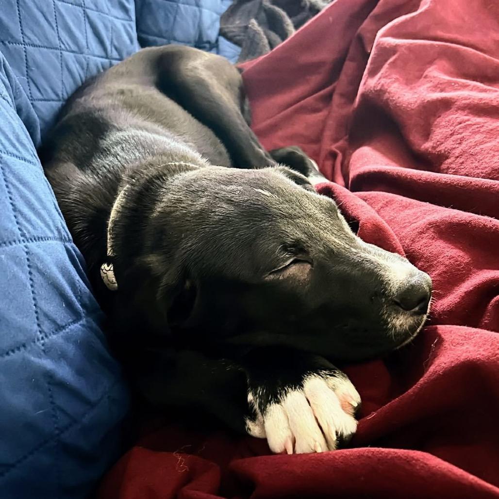Enlarge Pistachio (Stash), a Adoptable mixed breed in Little Rock, AR image 4/6