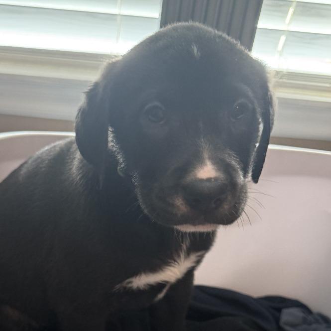 Pistachio, Adoptable, Puppy Male Labrador Retriever & Mixed Breed.