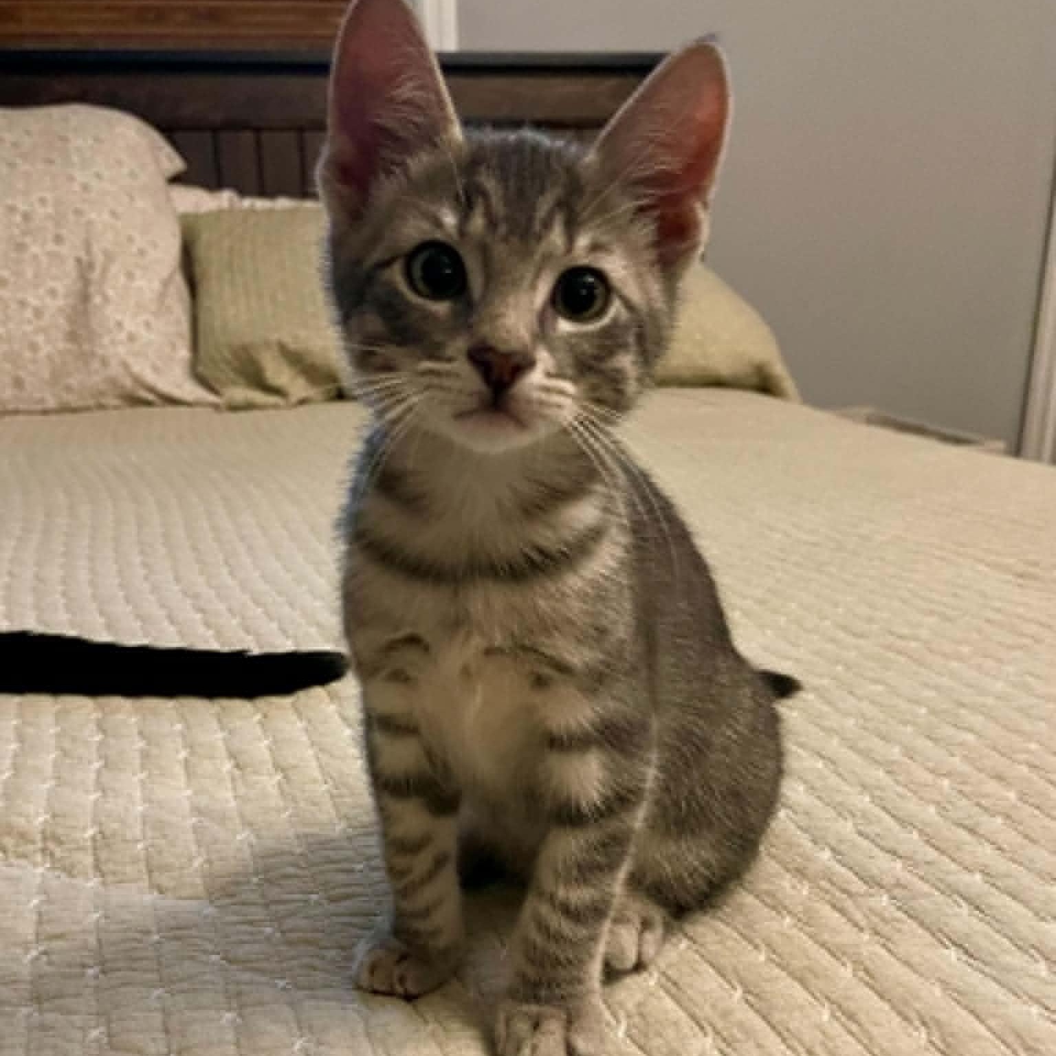 Pistachio, an adoptable Domestic Short Hair in Warren, NJ image 2/6