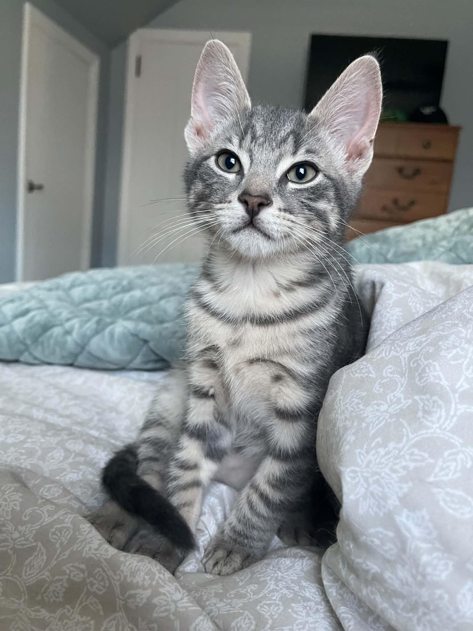 Pistachio, adoptable, Kitten Male Domestic Short Hair.