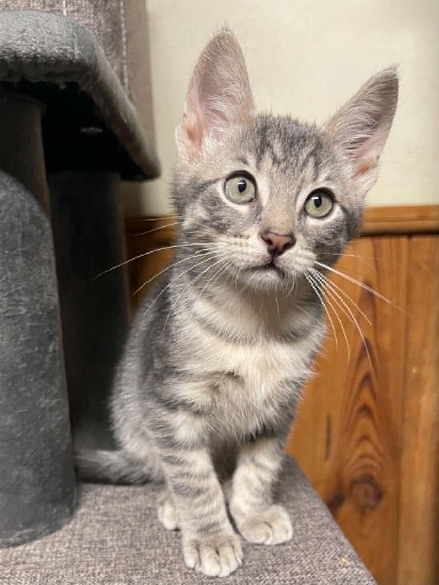 Pistachio, an adoptable Domestic Short Hair in Warren, NJ image 6/6