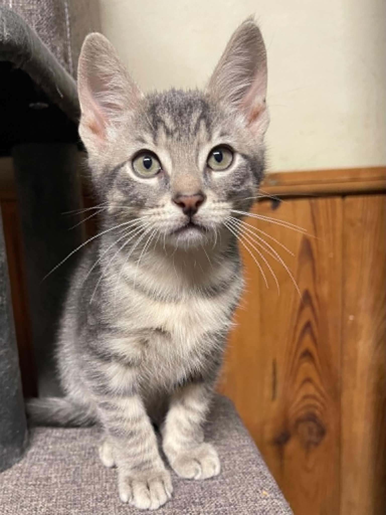 Pistachio, an adoptable Domestic Short Hair in Warren, NJ image 3/6