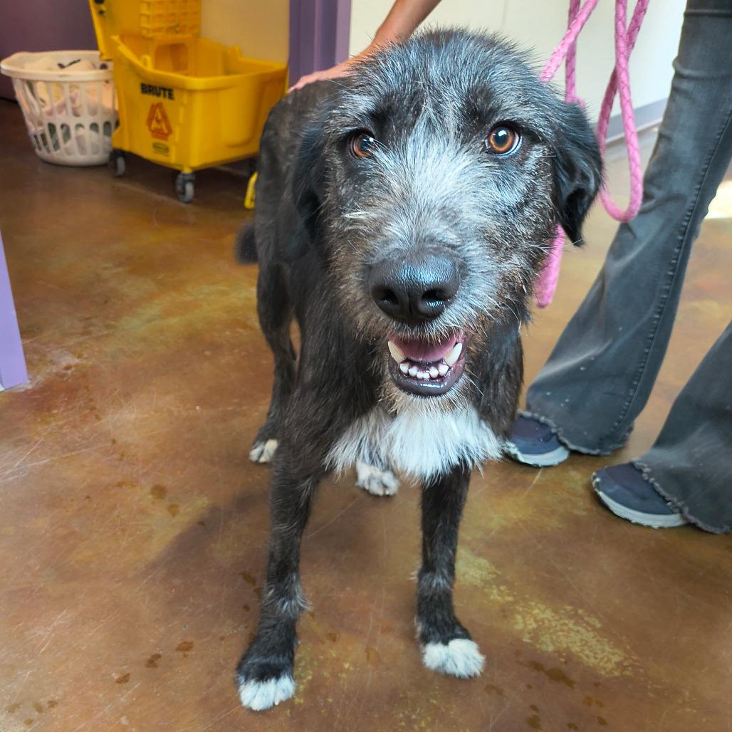 Twilight, Adoptable, Young Female Irish Wolfhound & Mixed Breed.