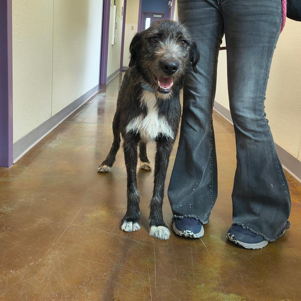 Enlarge Twilight, a Adoptable mixed breed in Albuquerque, NM image 2/2