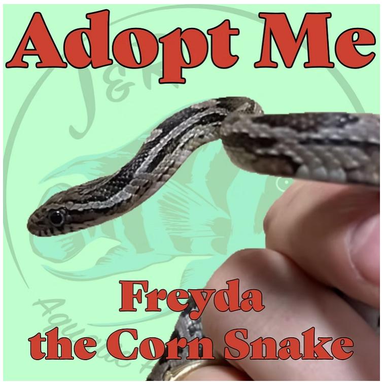 Freyda the Corn Snake, Adoptable, Young Unknown Corn / Rat.