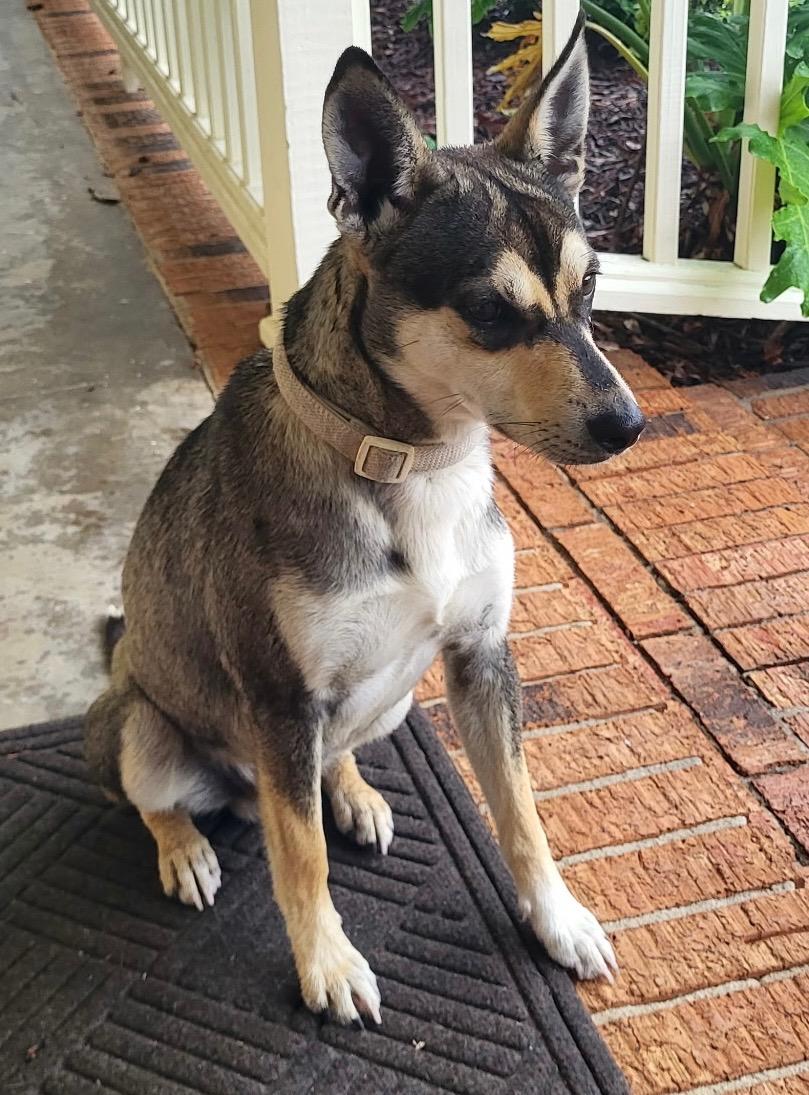 Enlarge Rosco, an adopted mixed breed in Baker, LA image 1/6