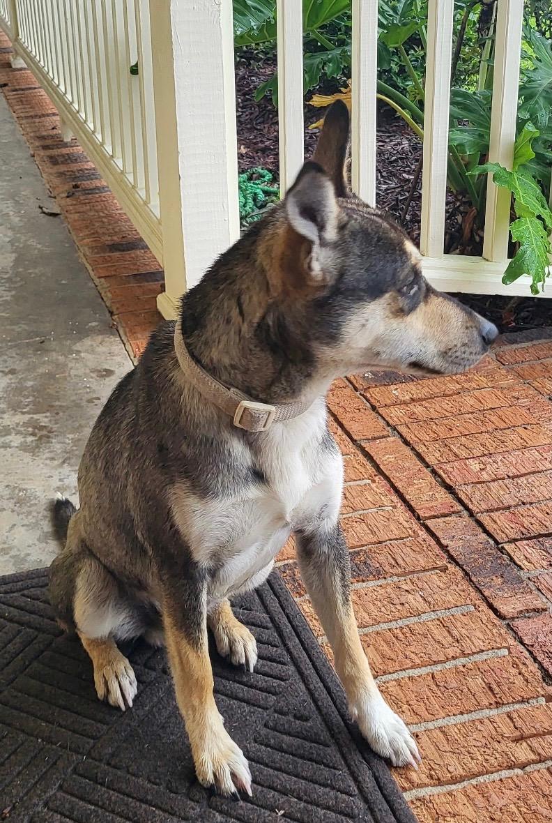 Enlarge Rosco, an adopted mixed breed in Baker, LA image 5/6