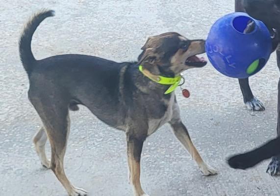 Enlarge Rosco, an adopted mixed breed in Baker, LA image 2/6