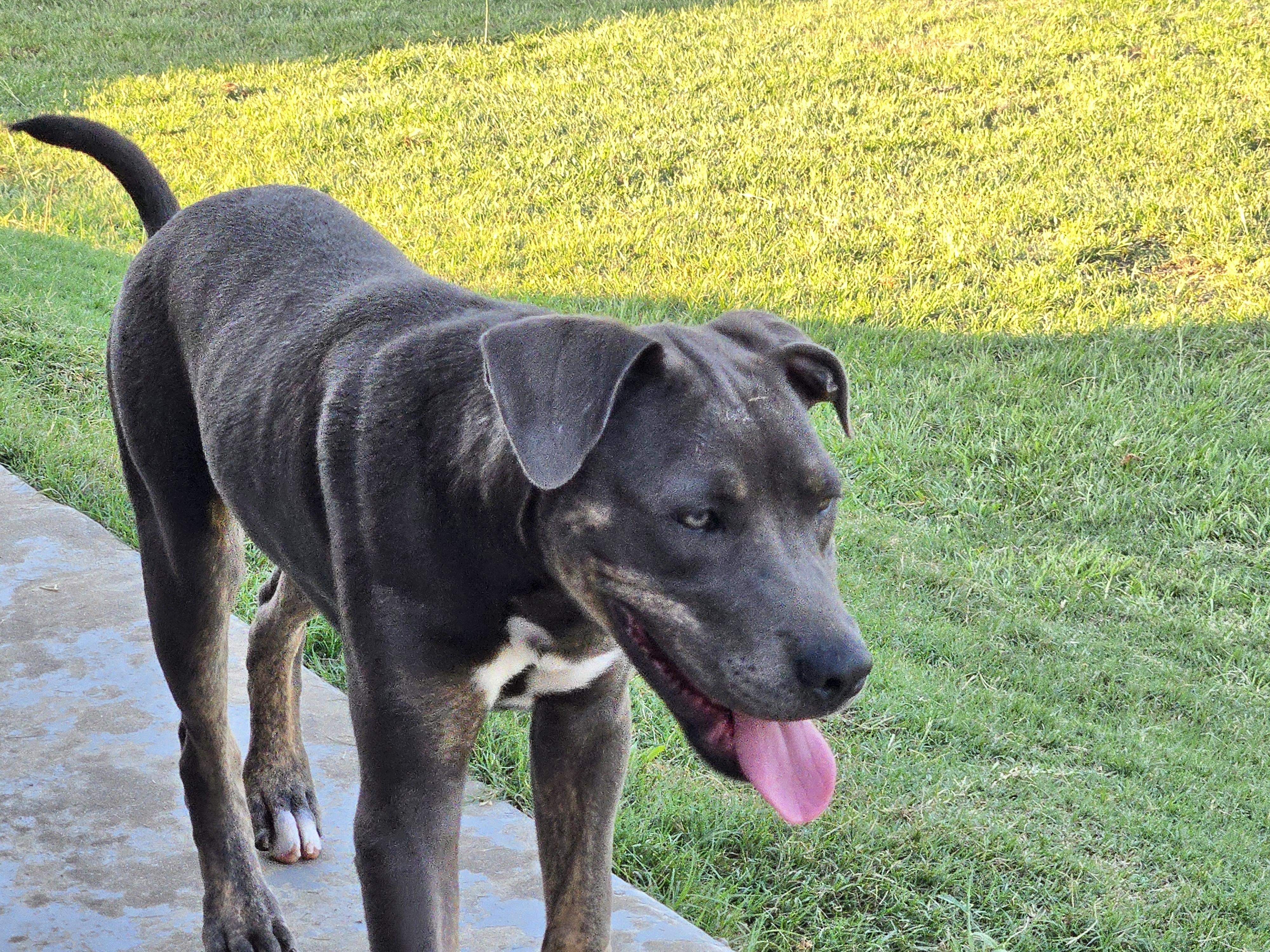 Tanner, an adopted Pit Bull Terrier in Manchester, CT image 3/5