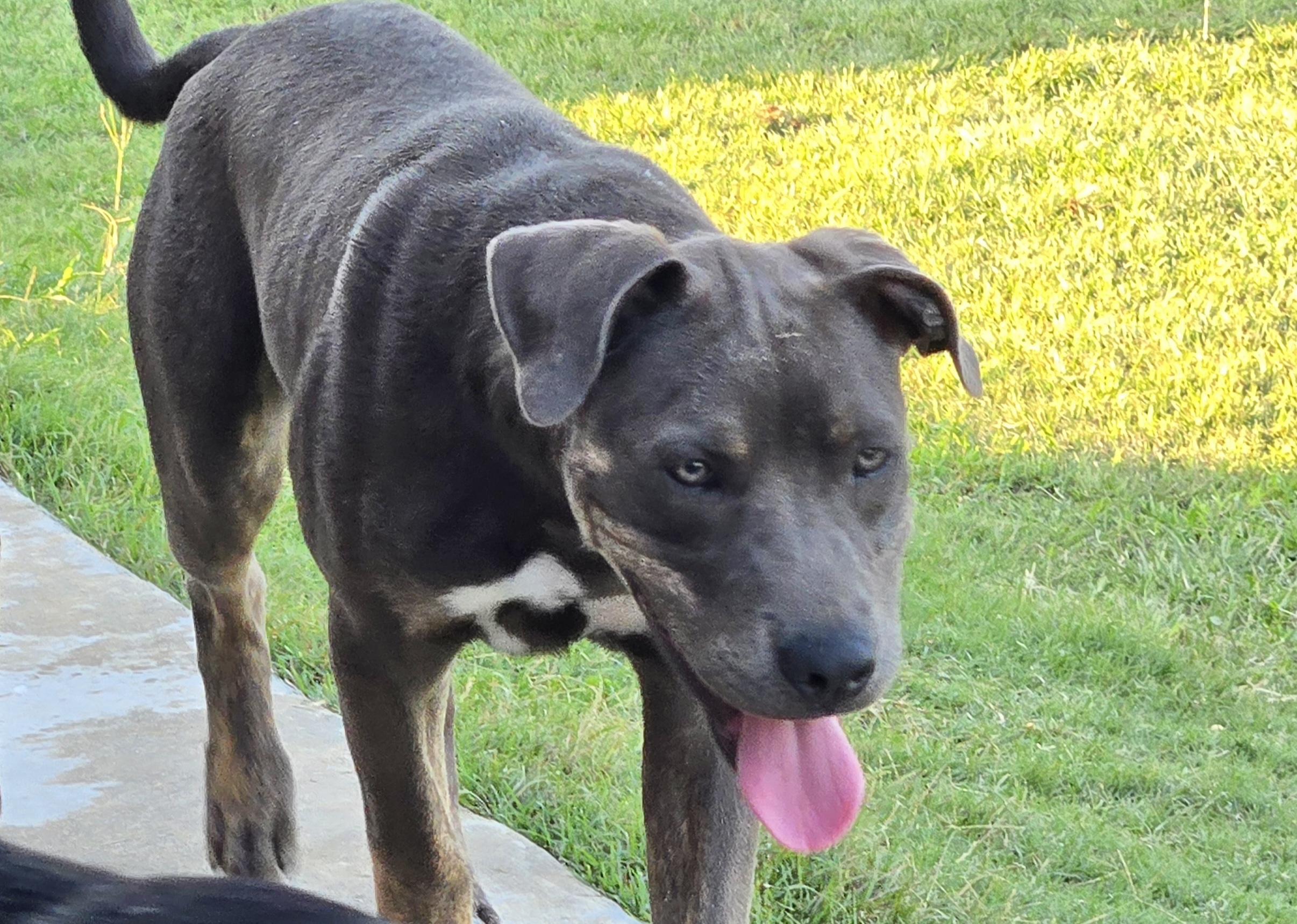 Tanner, an adopted Pit Bull Terrier in Manchester, CT image 4/5
