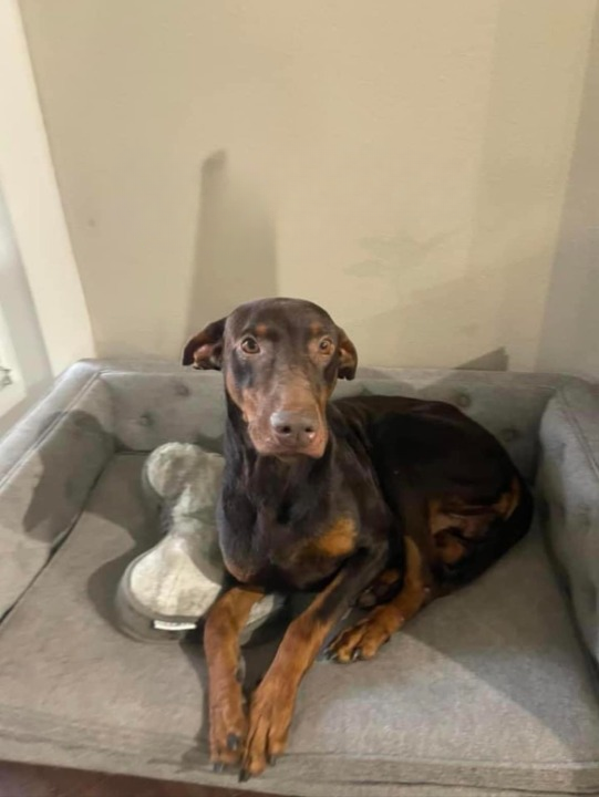 Dog for adoption Lampoon, a Doberman Pinscher Mix in Seattle, WA