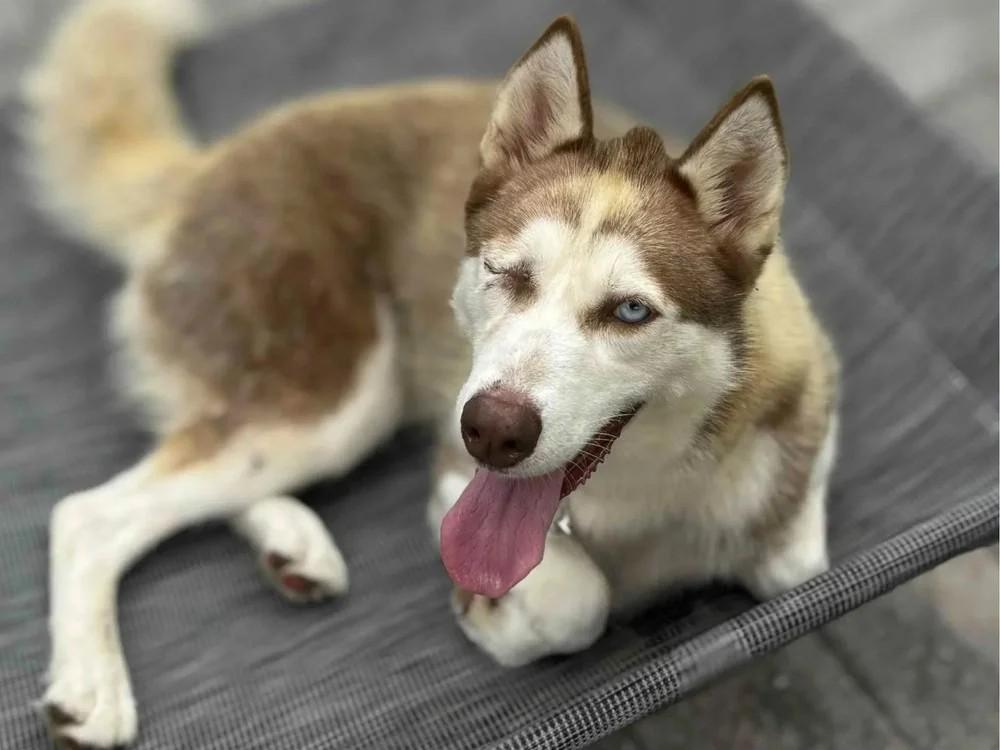 Jasmine, a Adoptable Siberian Husky in Winter Springs, FL image 1/3