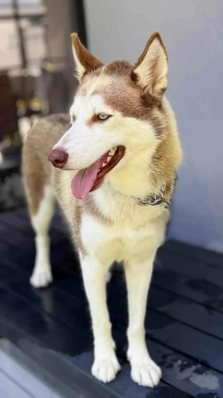 Jasmine, a Adoptable Siberian Husky in Winter Springs, FL image 2/3